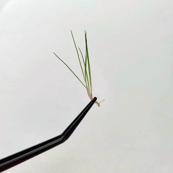 Akvaryum Bitki Maşası - Kıvrık Uçlu - Carbon Siyah - Bitki Ekim Cımbızı 25 cm